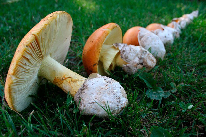 amanita-caesarea-casa-de-las-setas17