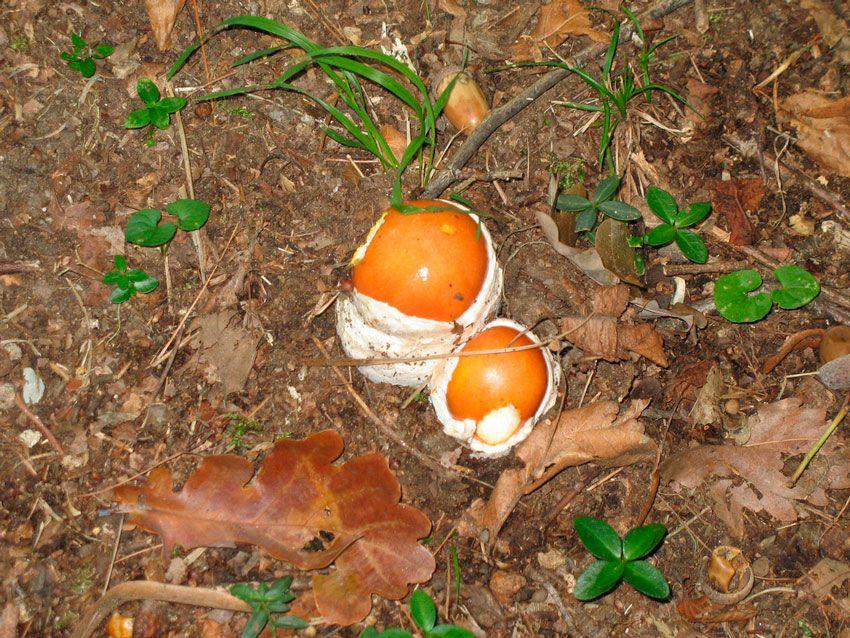 amanita-caesarea-casa-de-las-setas15