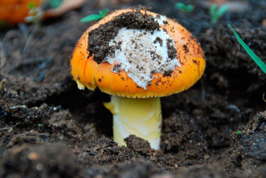 amanita-caesarea-casa-de-las-setas13