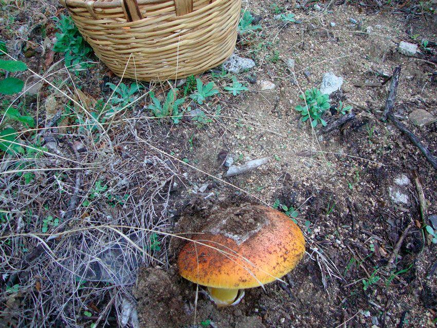 amanita caesarea - la casa de las setas