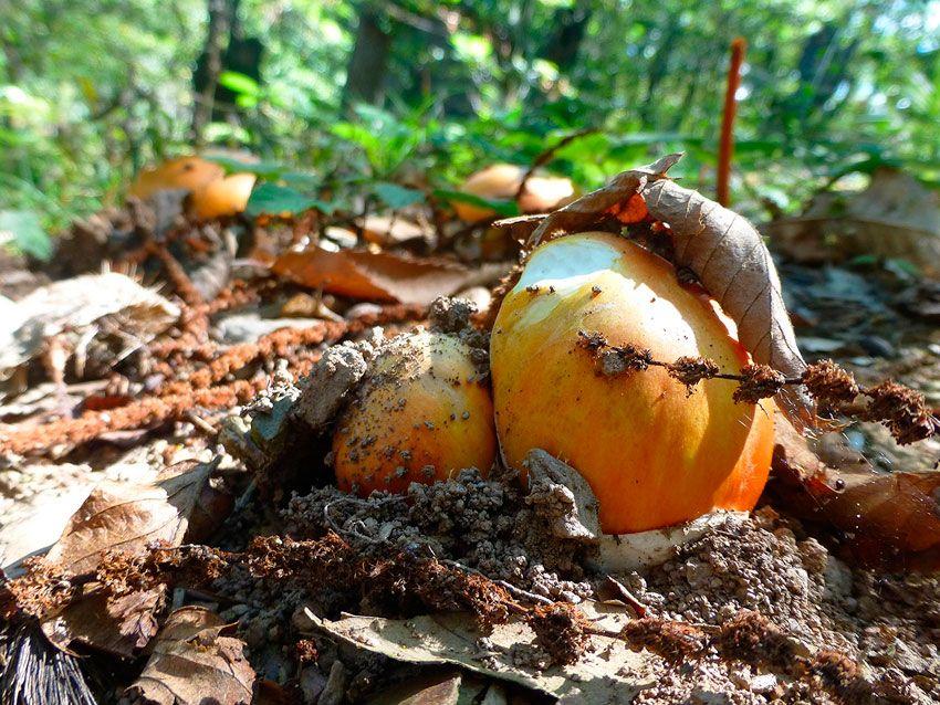 amanita-caesarea-casa-de-las-setas7