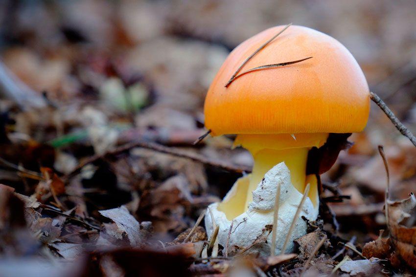 amanita-caesarea—la-casa-de-las-setas1