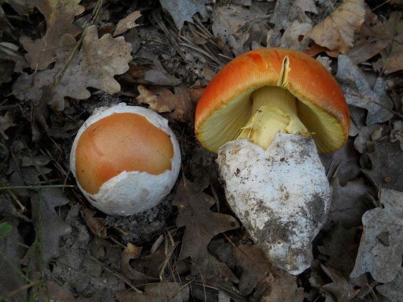 amanita-caesarea-la-casa-de-las-setas4