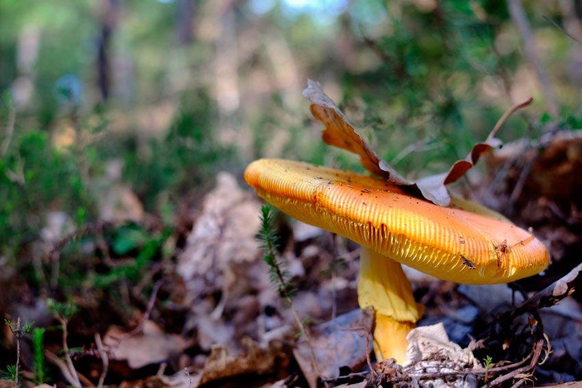 amanita-caesarea-la-casa-de-las-setas2