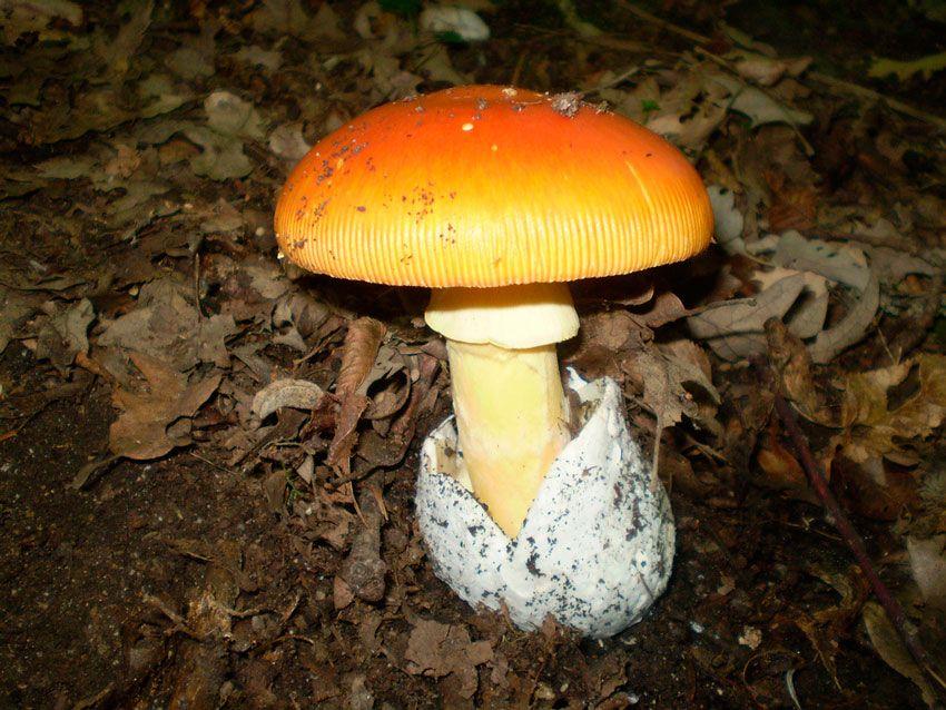 amanita-caesarea-casa-de-las-setas32