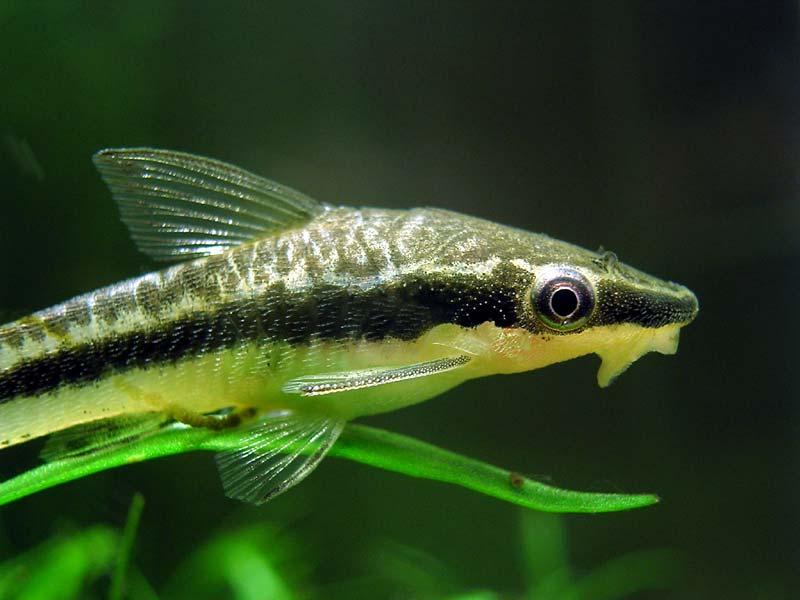 otocinclus affinis