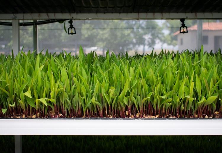 Quesos casa de piedra, quesos mexicanos de leche de oveja | Revista Maria Orsini
