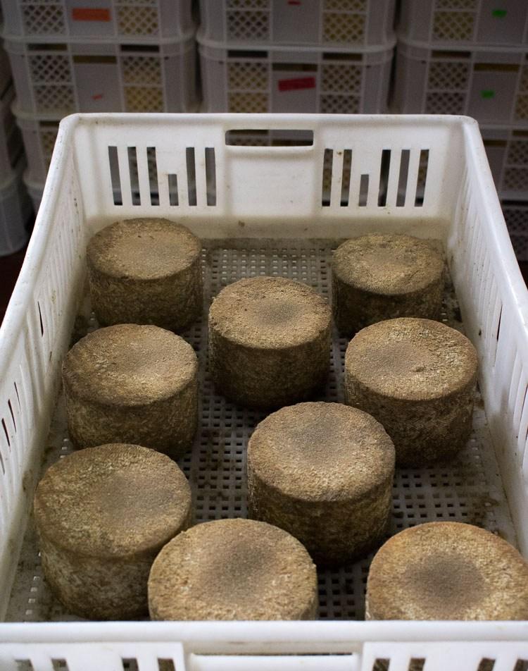Quesos casa de piedra, quesos mexicanos de leche de oveja | Revista Maria Orsini