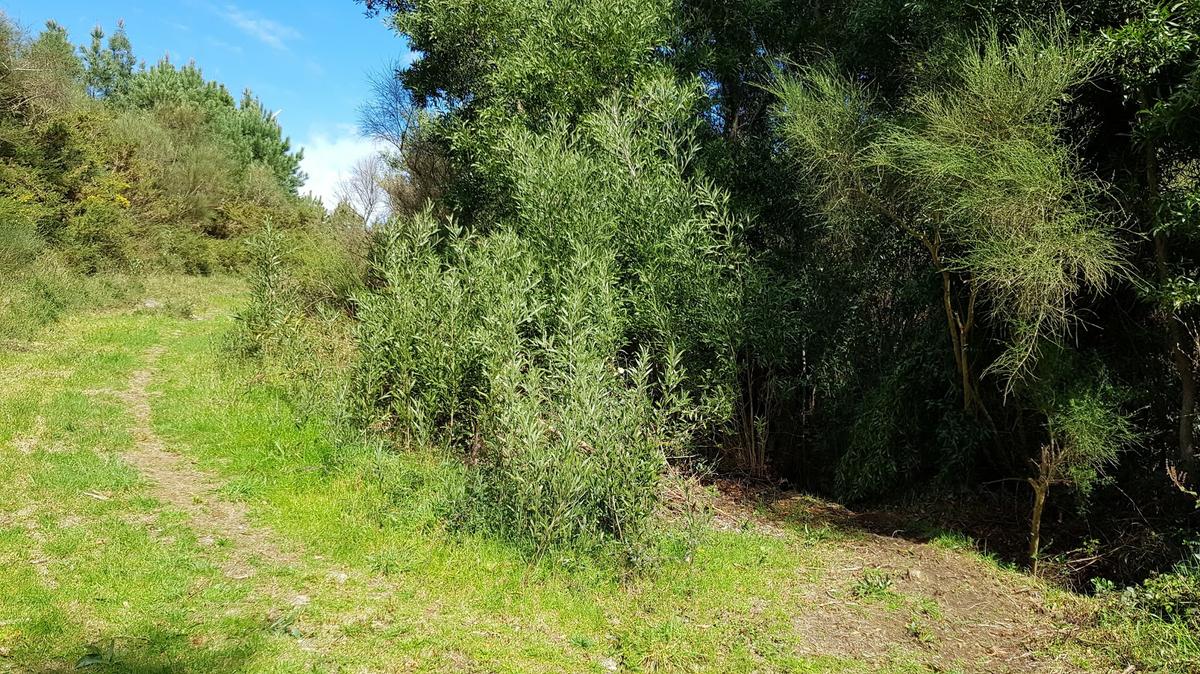 Llegamos al segundo camino y continuamos por el camino de la derecha, que sigue el curso del río.