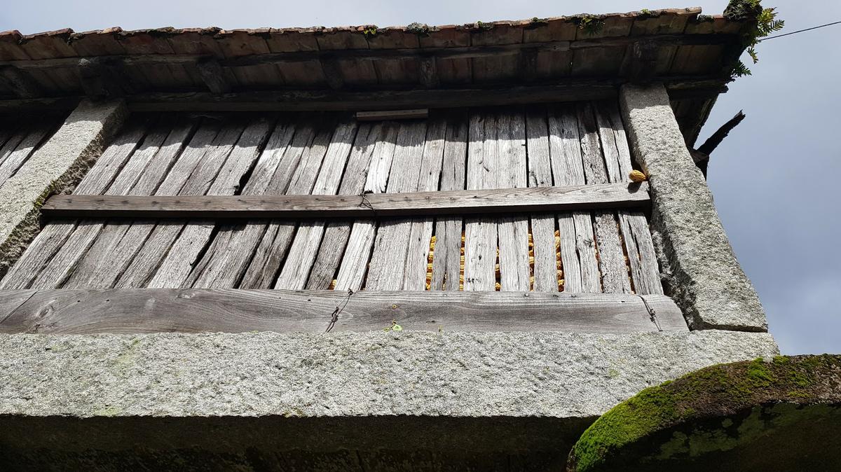 Hórreo con maíz. Castrogudín.