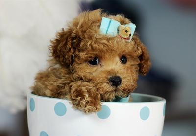 perros toy y perros tacita de té