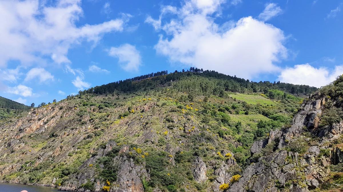 A la derecha se ven algunos de los viñedos que recorren este cañón del Sil