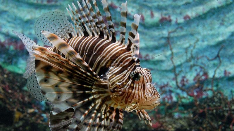 pez escorpión, pterois volitans