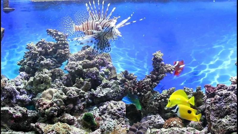 pterois volitans, pez escorpión en acuario