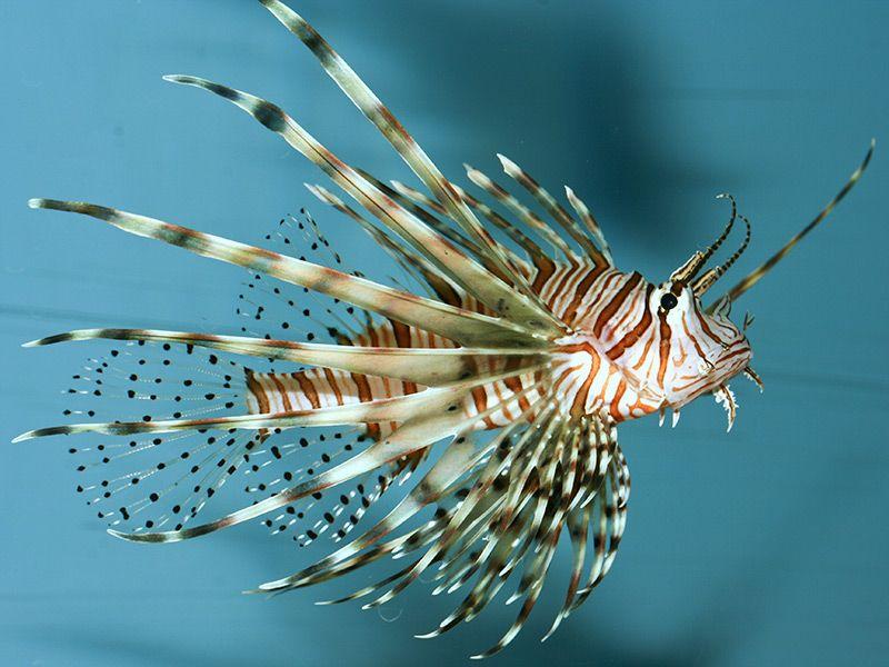 escorpénidos, pterois volitans