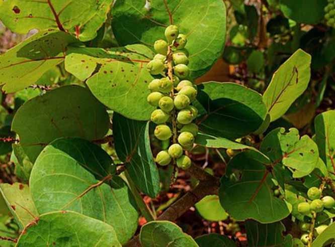 Árboles frutales de la República Dominicana | Plantas