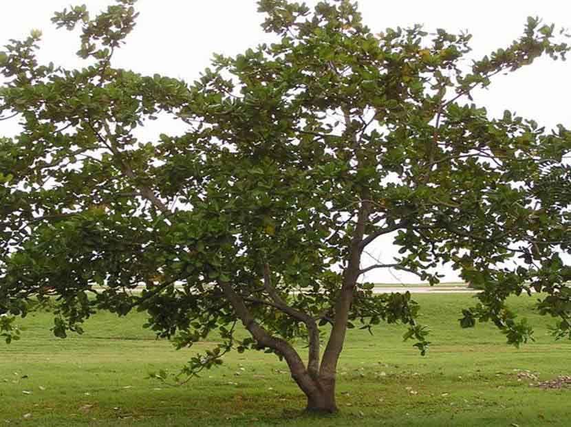 Árboles frutales de la República Dominicana | Plantas