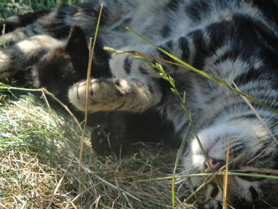 14095949_1190639967646439_396017770083268355_n