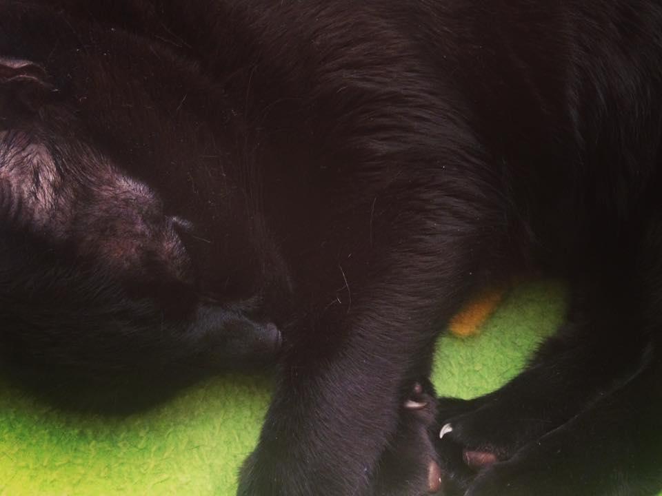 14054030_1178273365549766_5392165814429605640_n