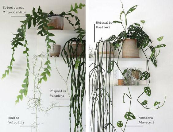plantas colgantes nada vistas 