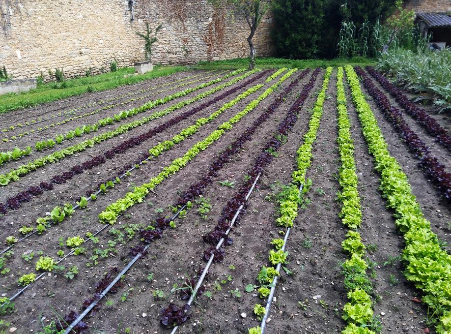 Huertos urbanos en Vitoria