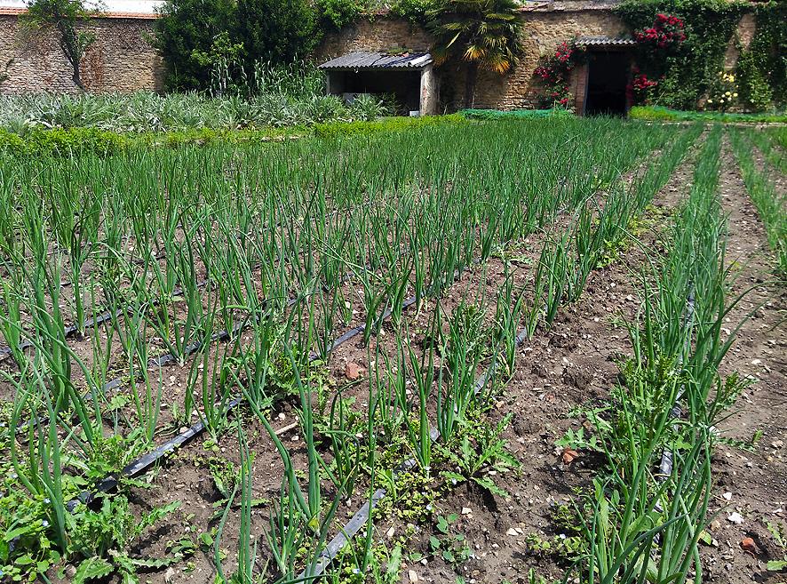 Huerto del Convento de Las Brígidas