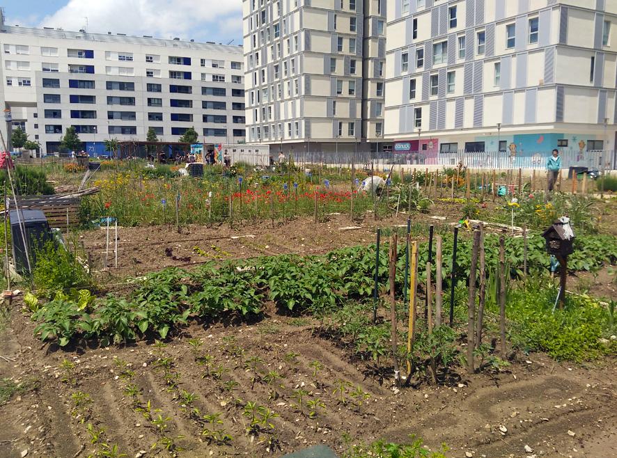 Huertos urbanos Zabalortu en Zabalgana