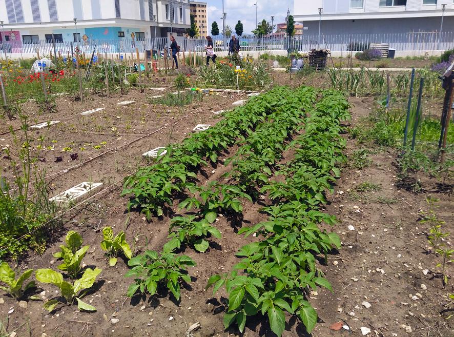 Huertos urbanos Zabalortu en Zabalgana