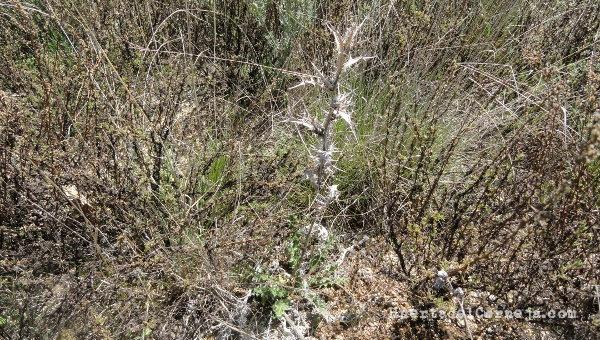 Cardo seco y nuevos cardillos