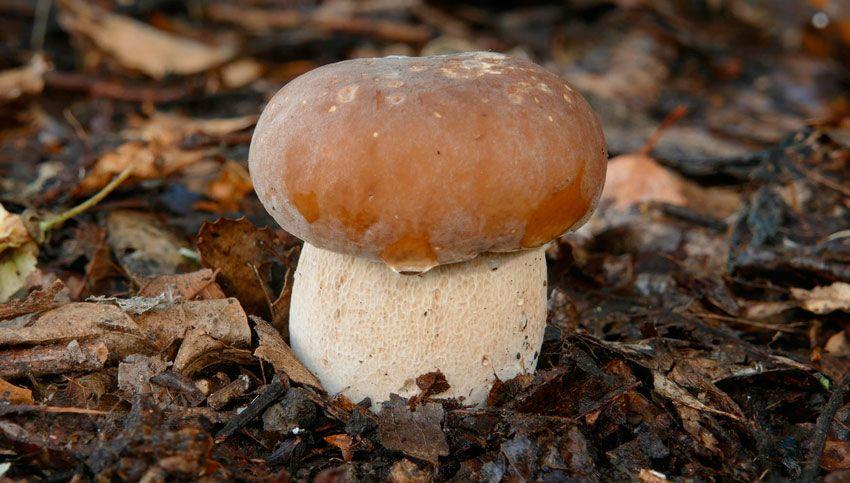 boletus-edulis-la-casa-de-las-setas-44