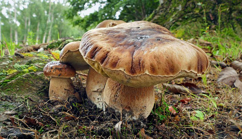 boletus-edulis-la-casa-de-las-setas-43