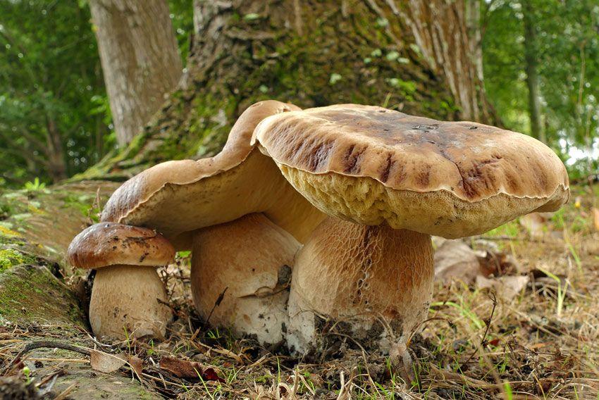 boletus-edulis-la-casa-de-las-setas-42