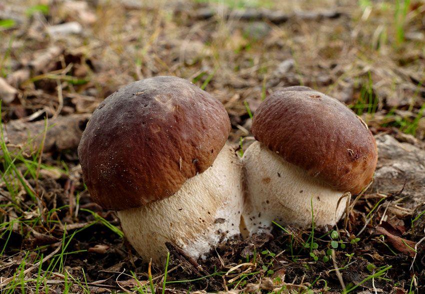 boletus-edulis-la-casa-de-las-setas-41