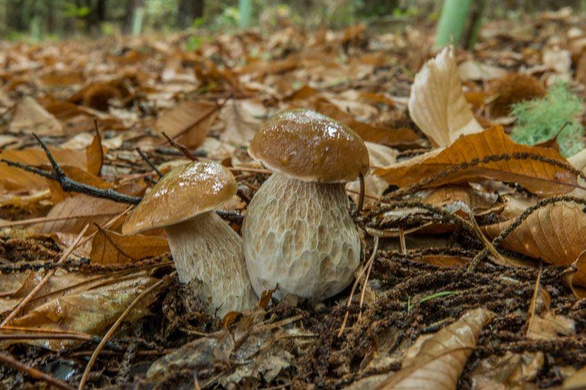 boletus-edulis-la-casa-de-las-setas-40