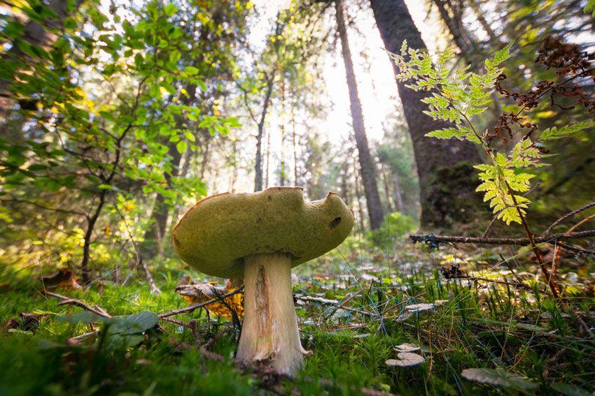 boletus-edulis-la-casa-de-las-setas-39