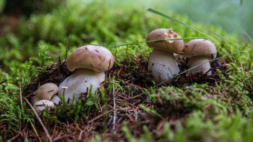 boletus-edulis-la-casa-de-las-setas-38
