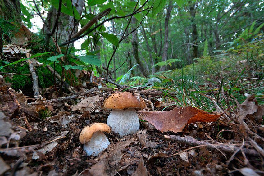 boletus-edulis-la-casa-de-las-setas-37