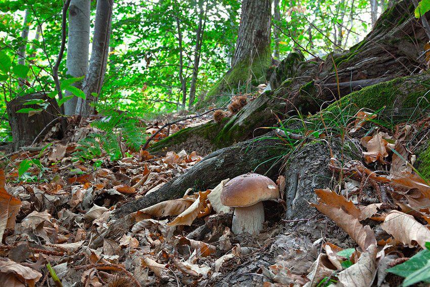 boletus-edulis-la-casa-de-las-setas-36