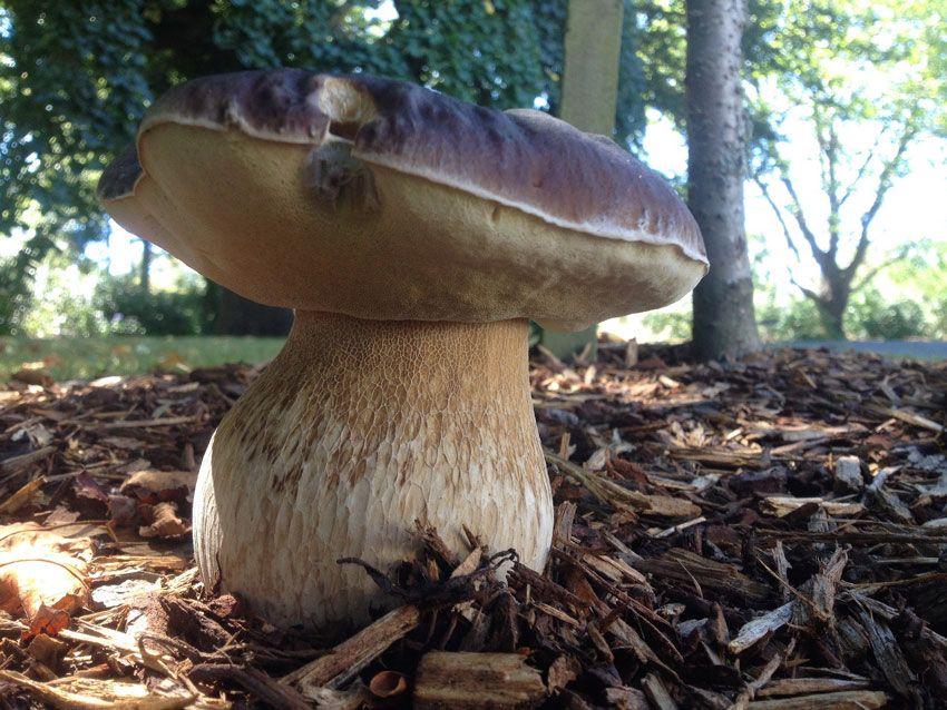 boletus-edulis-la-casa-de-las-setas-35