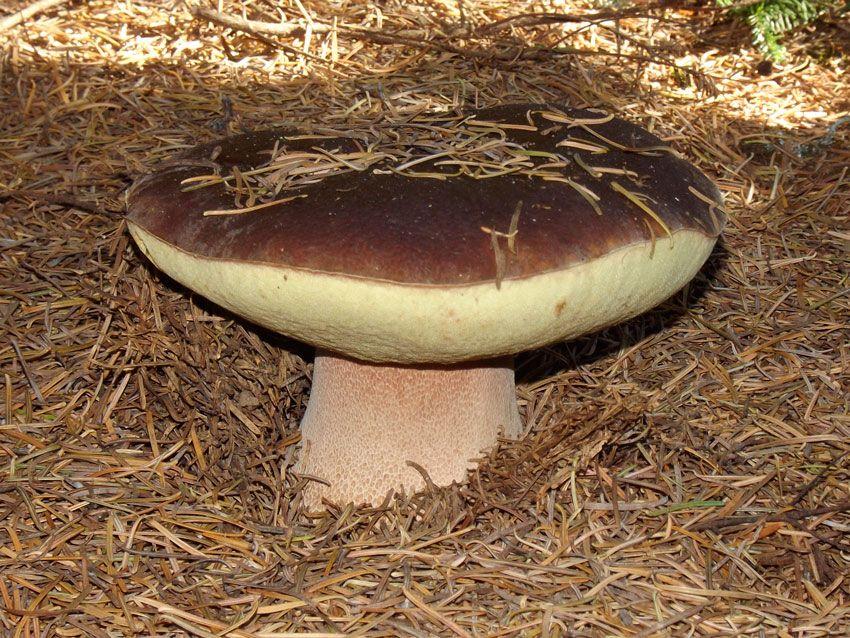 boletus-edulis-la-casa-de-las-setas
