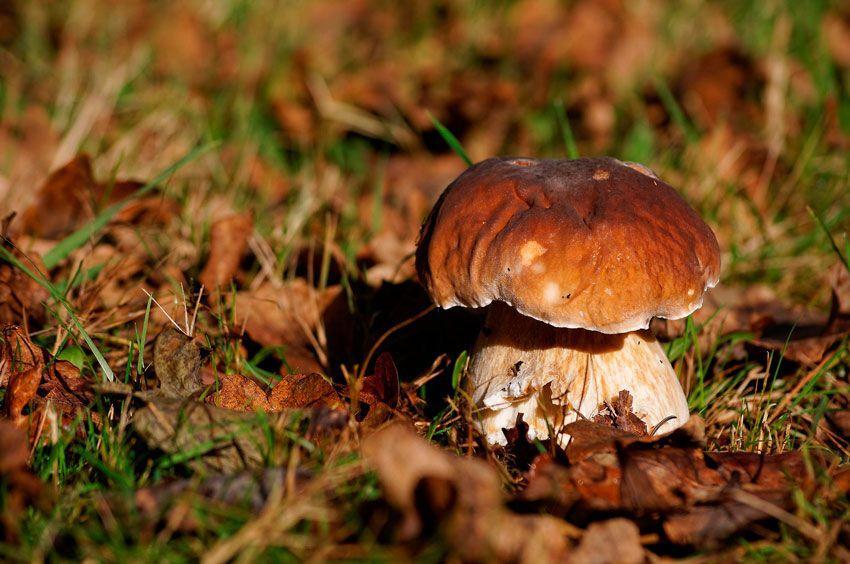 boletus-edulis-la-casa-de-las-setas-34