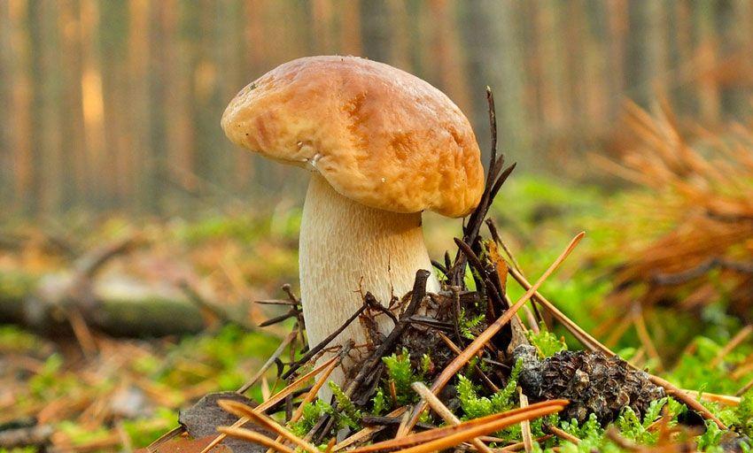 boletus-edulis-la-casa-de-las-setas-33