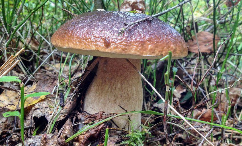 boletus-edulis-la-casa-de-las-setas-32