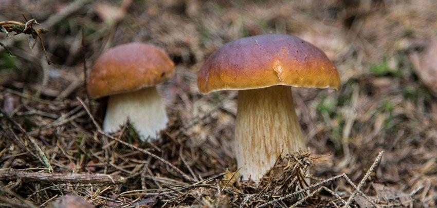 boletus-edulis-la-casa-de-las-setas-31