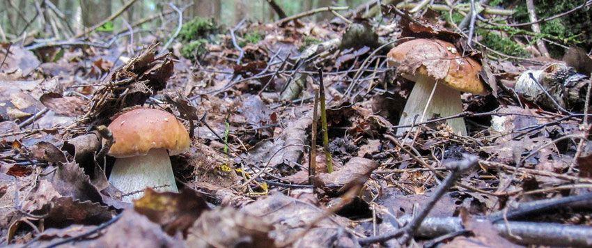 boletus-edulis-la-casa-de-las-setas-30