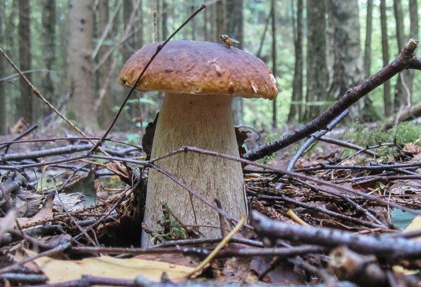 boletus-edulis-la-casa-de-las-setas-29