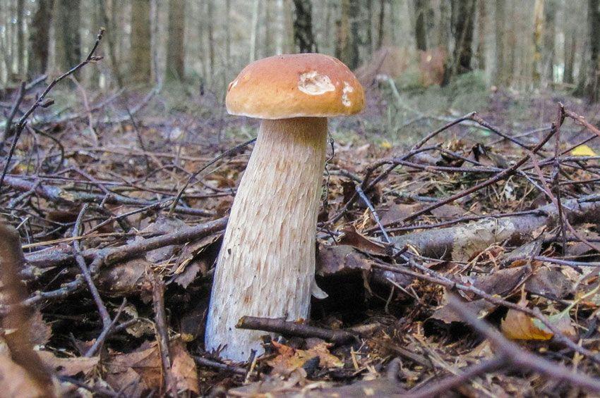 boletus-edulis-la-casa-de-las-setas-28