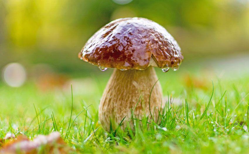 boletus-edulis-la-casa-de-las-setas-27