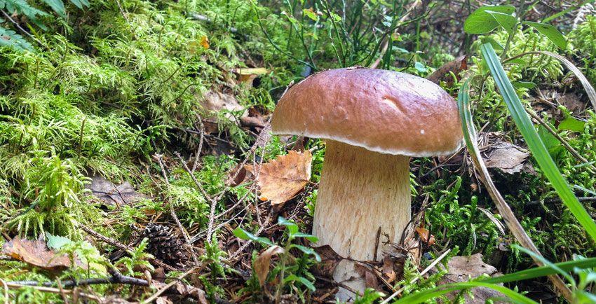 boletus-edulis-la-casa-de-las-setas-26