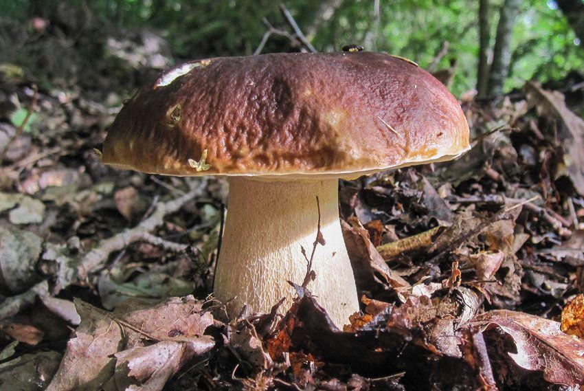 boletus-edulis-la-casa-de-las-setas-25
